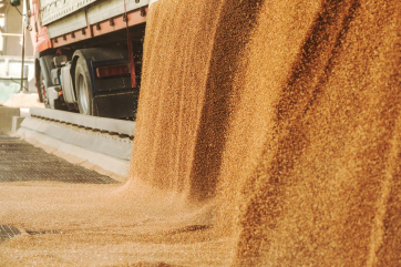 В Минсельхозе объяснили запрет на экспорт твёрдой пшеницы